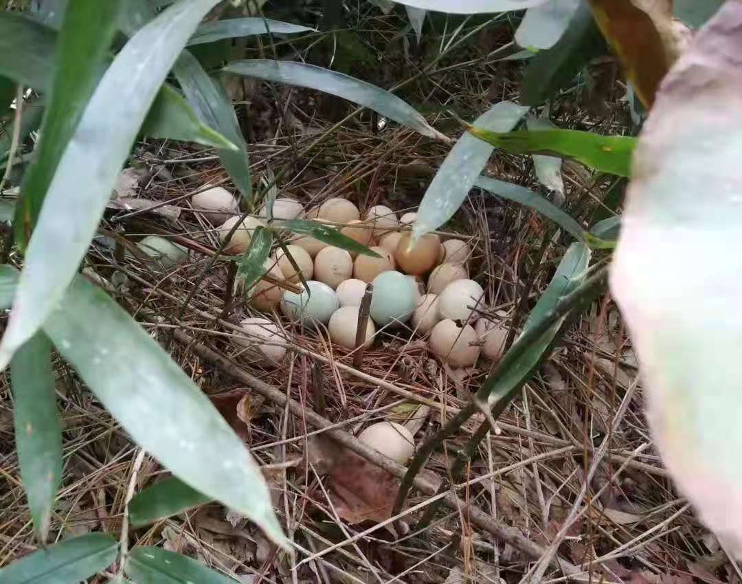 竹林土鸡蛋